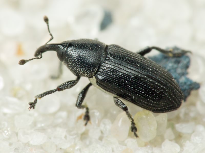 Limnobaris dolorosa (Goeze, 1777)